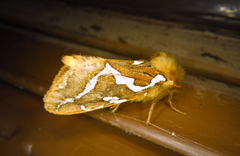 Gazoryctra hyperboreus