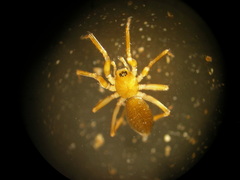 Microneta viaria
