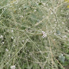 Lepidium graminifolium