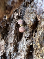 Gymnopilus suberis