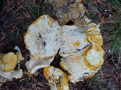 Cantharellus subalbidus