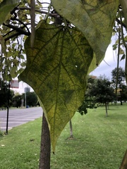 Catalpa speciosa