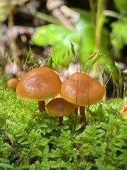 Galerina marginata