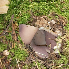 Sarcosphaera coronaria