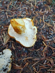 Cantharellus subalbidus