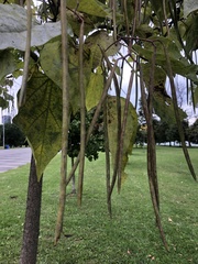 Catalpa speciosa