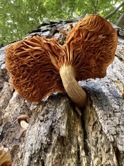 Gymnopilus suberis