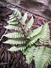 Athyrium niponicum