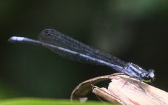 Pseudagrion kersteni