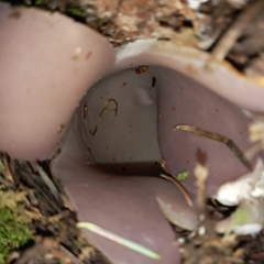 Sarcosphaera coronaria