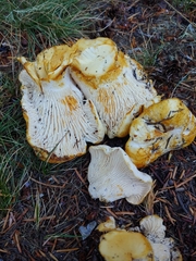 Cantharellus subalbidus