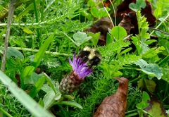 Bombus vagans bolsteri