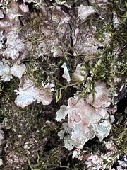 Lobarina scrobiculata