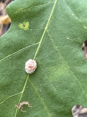 Druon quercusflocci
