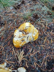 Cantharellus subalbidus