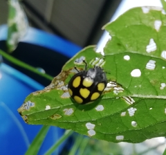 Epilachna mexicana
