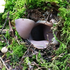 Sarcosphaera coronaria