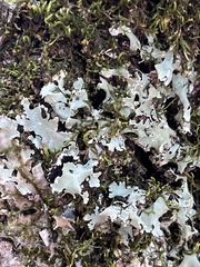 Lobarina scrobiculata