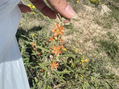 Sphaeralcea angustifolia