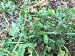 Patellifolia procumbens