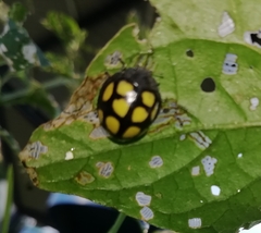 Epilachna mexicana