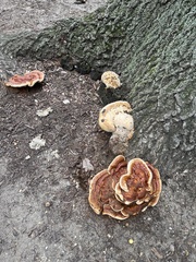 Fungi