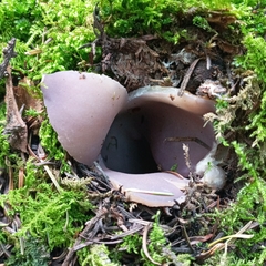Sarcosphaera coronaria