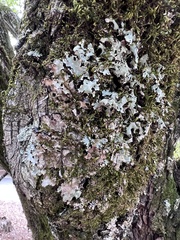 Lobarina scrobiculata