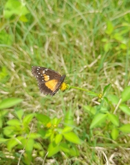 Chlosyne lacinia
