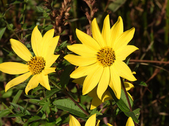 Helianthus giganteus