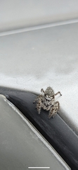 Phidippus mystaceus