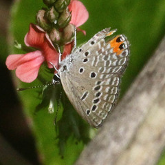 Freyeria trochylus
