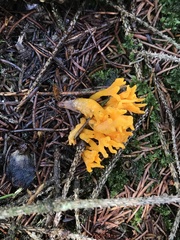Calocera viscosa