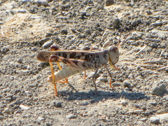 Hippiscus ocelote