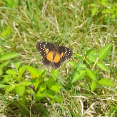 Chlosyne lacinia