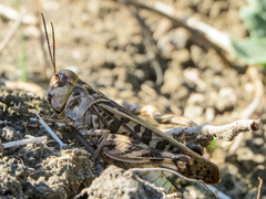 Hippiscus ocelote