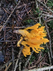 Calocera viscosa
