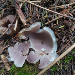 Sarcosphaera coronaria