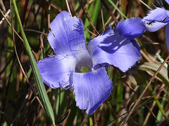 Gentianopsis virgata