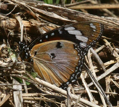 Hypolimnas misippus