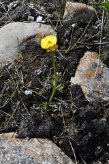 Ranunculus nivalis