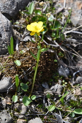 Ranunculus nivalis