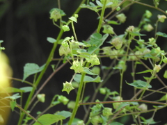 Jaltomata procumbens