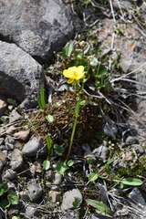 Ranunculus nivalis