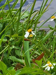 Zelus longipes