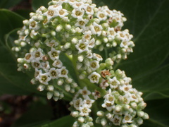 Heliotropium arboreum