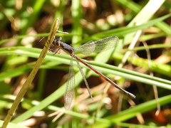 Lestes congener
