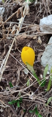 Sternbergia lutea