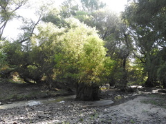 Taxodium mucronatum