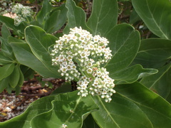Heliotropium arboreum
